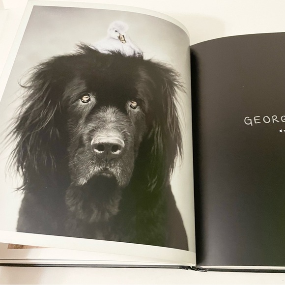 101 Salivations For The Love of Dogs Rachael Hale Book - Picture 10 of 16